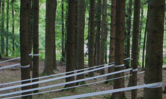 Installation im Wald